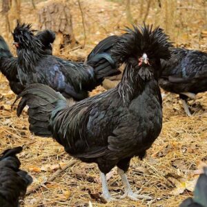 Crevecoeur Chickens for Sale