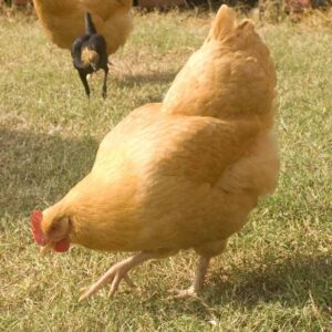 Buff Orpington (Female)