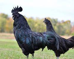 ayam cemani