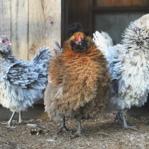 frizzle chicken