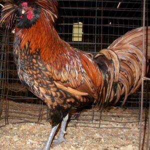 Golden Laced Polish Chicken