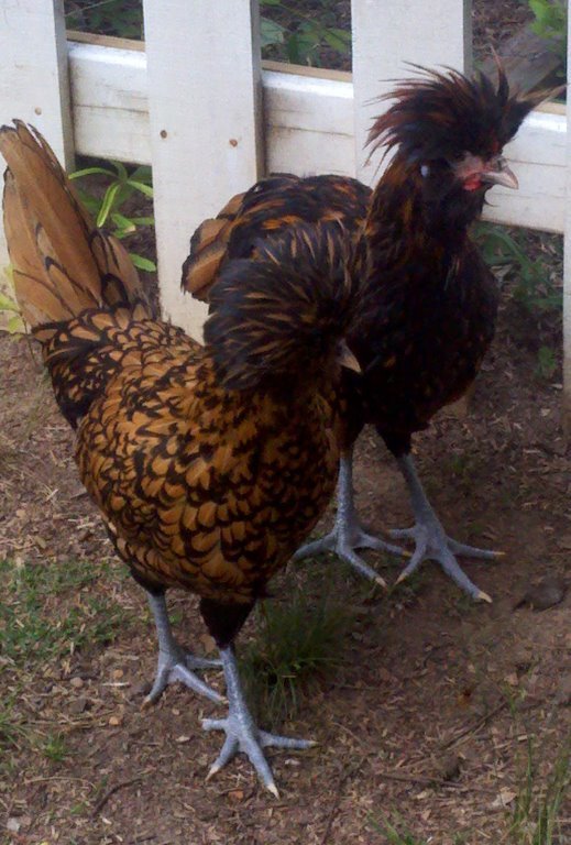 Golden Laced Polish Chicken