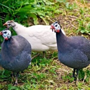 Guinea fowl for sale