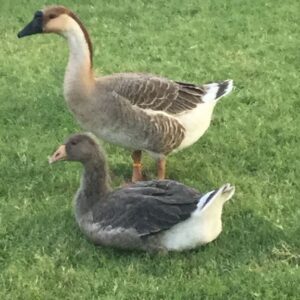 Hatchery Choice Geese Surplus