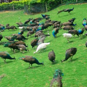 White Peafowl Pair