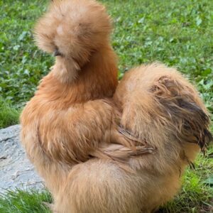 Order Buff Silkie Chicken Bantam