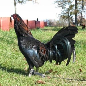 Black Gamefowl