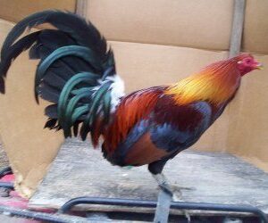 Blueface Hatch for sale