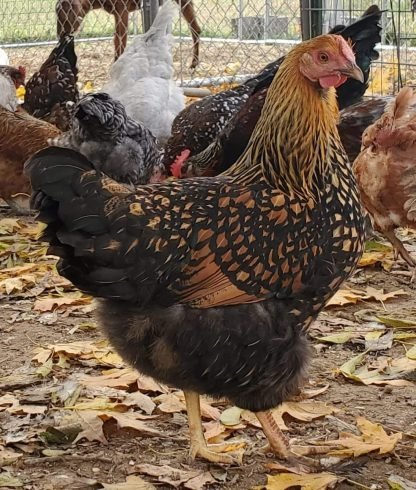 Black Laced Golden Wyandotte Chicken