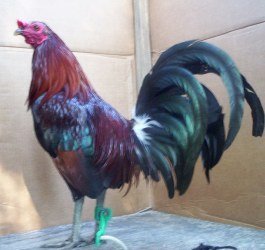 Dark Hatch Stag for sale