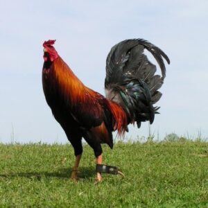 Democrats Gamefowl