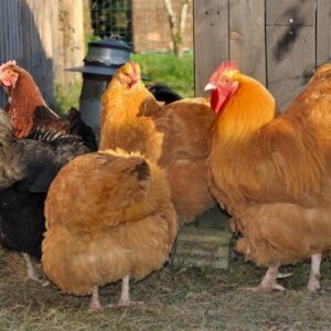 Buff Orpington Rooster for Sale