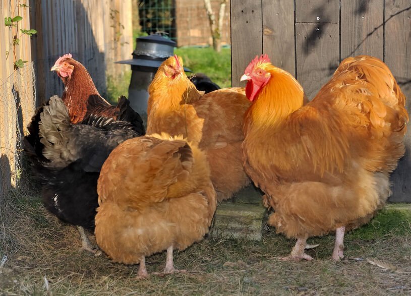 Buff Orpington Rooster for Sale