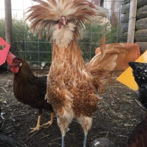 Buff Laced Polish Chicken