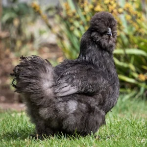 Black Silkie Chicken