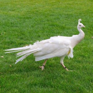 White Peafowl  (Male)