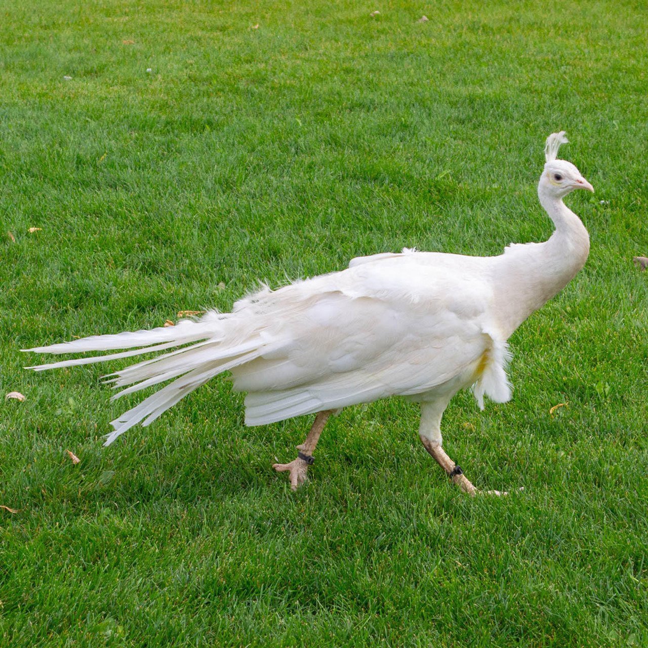 White Peafowl (Female)
