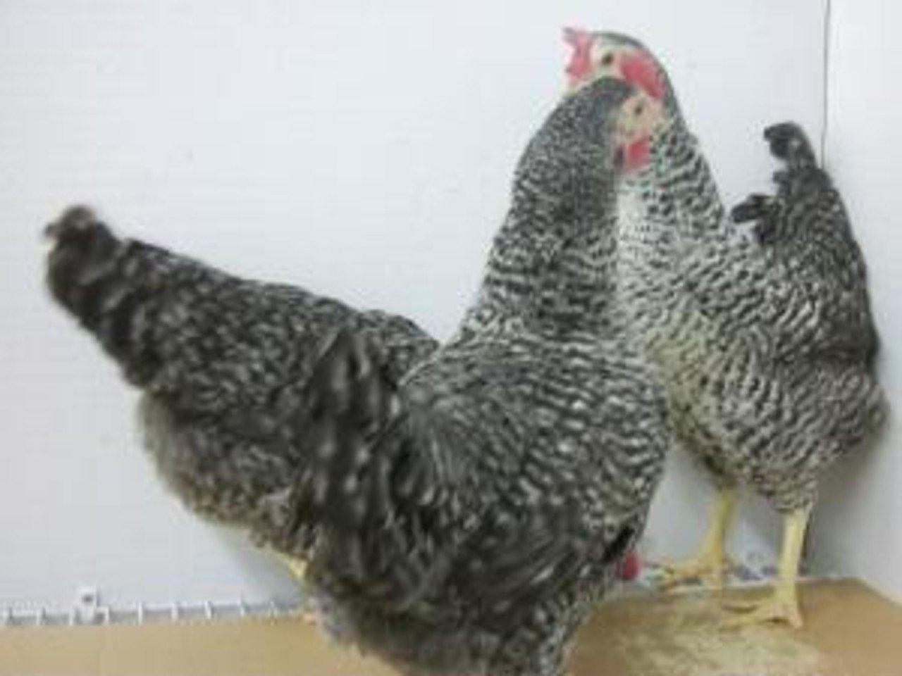 BUFF BARRED ROCK