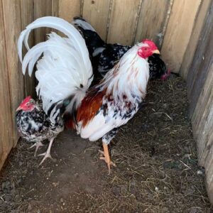 Morgan Whitehackle Gamefowl