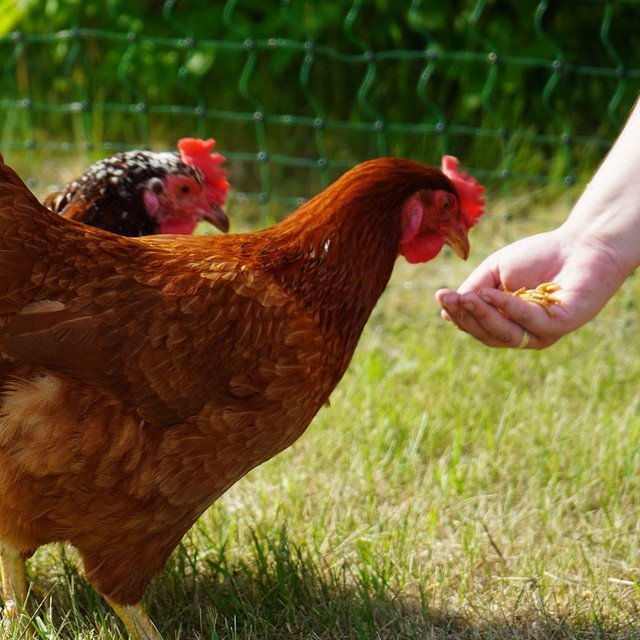 WONDER GRUBS (DRIED MEALWORMS) - 5 LB BAG