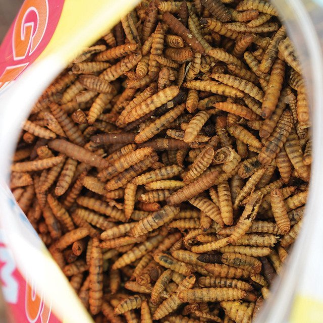 WONDER GRUBS BLACK SOLDIER FLY LARVAE