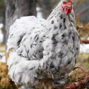 Splash Cochin Bantam Chicken