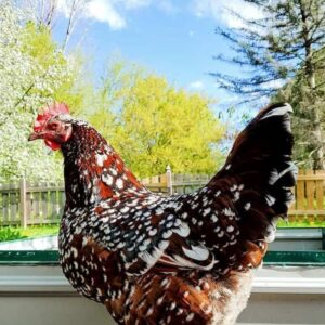 Speckled Sussex Hen (Female)