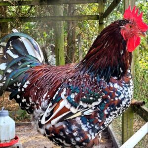 Speckled Sussex Chicken (Rooster)