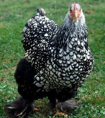 Silver Laced Cochin Chicken