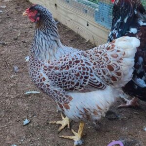 Splash Laced Red Wyandottes For Sale