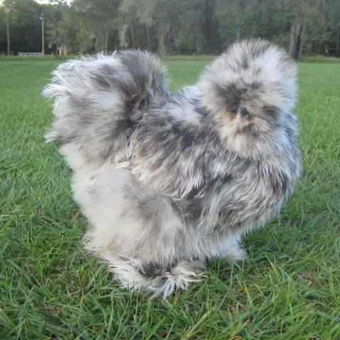 Splash Silkie Chicken Bantam