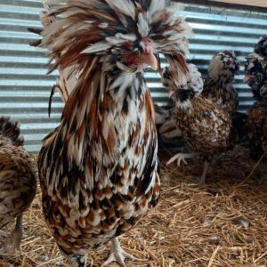 tolbunt polish for sale