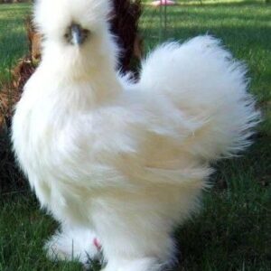 White Silkie Chicken Bantam