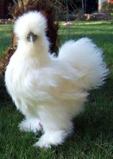 White Silkie Chicken Bantam