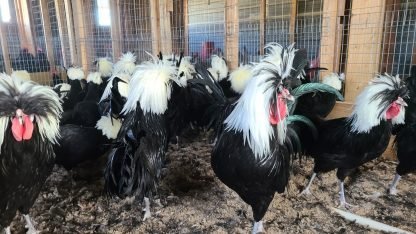 White Crested Black Polish Chicken