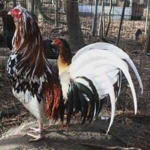 White Hackle Gamefowl