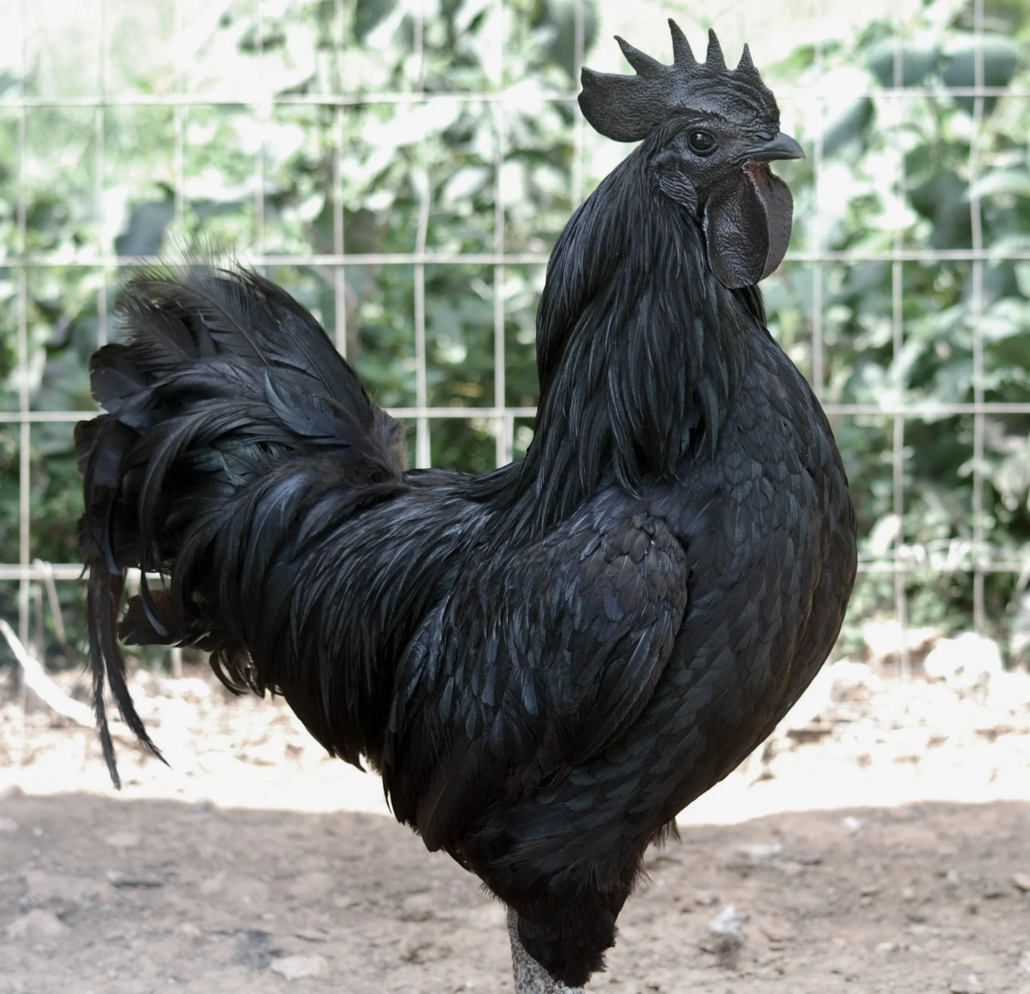 Ayam Cemani Rooster for Sale