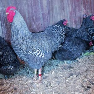 BARRED ROCK BANTAM CHICKS