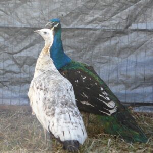 Black Shoulder Peafowl Pair