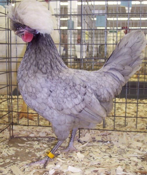 Blue Polish Chicken
