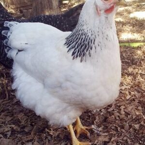Columbian Wyandotte Chicken