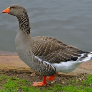 Toulouse Geese for Sale
