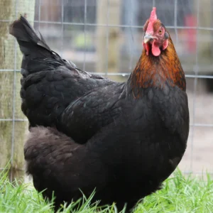 black copper Marans chicks for sale