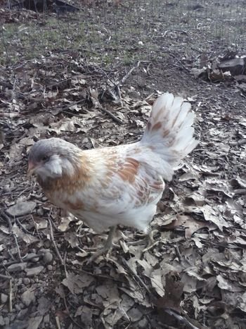 Easter Egger Pullets | Available In Stock