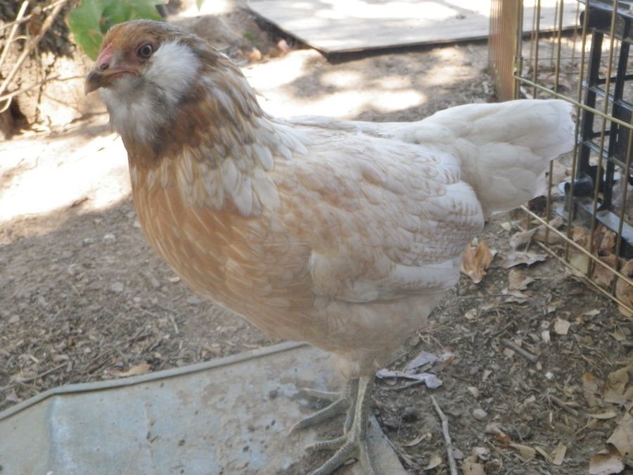 Easter Egger Pullets | Available In Stock