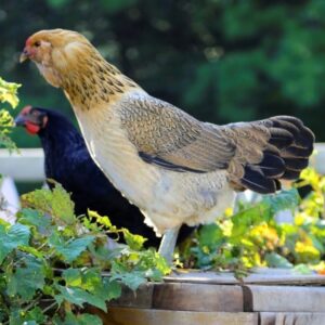 Easter Egger Pullets | Available In Stock