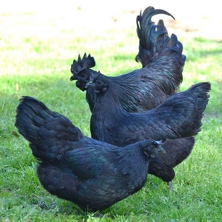 BUY Ayam Cemani hen