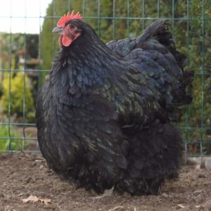 Black Cochin Chicken For Sale