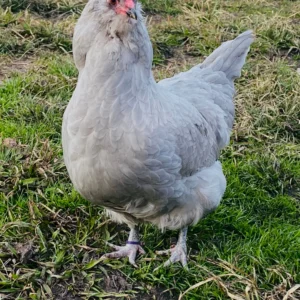 Lavender Ameraucana Chicken ( Female )