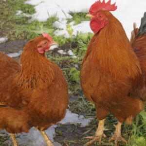 New Hampshire Red chickens for sale